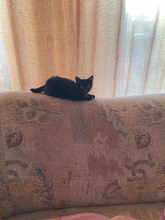 Заберите котиков плз не хватает пособия по инвалидности кормить их((((