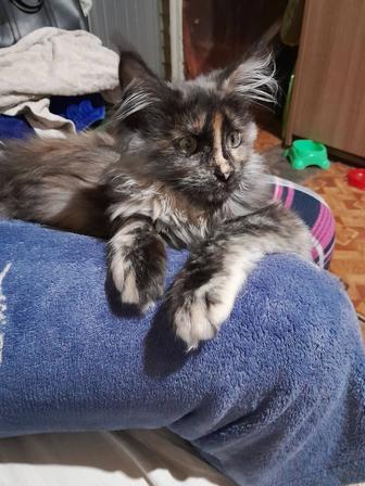 Продам котёнка