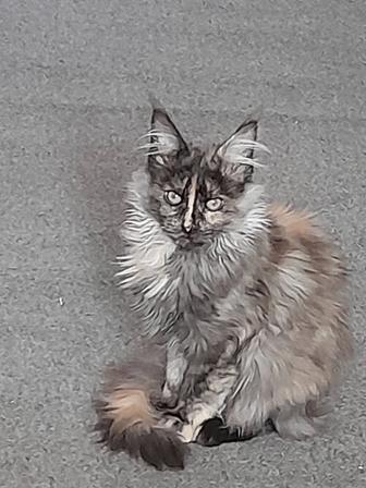 Продам котёнка