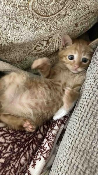 Шикарный котенок