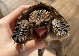 Грифовая черепаха