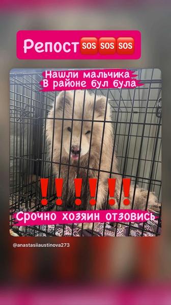 Найдена самоедская лайка