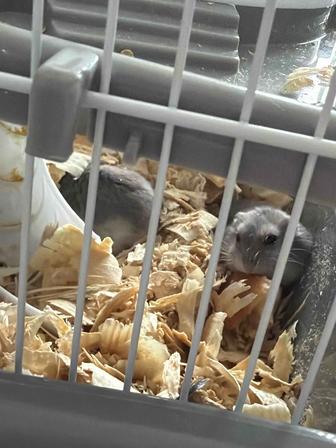 Хомячки с клеткой