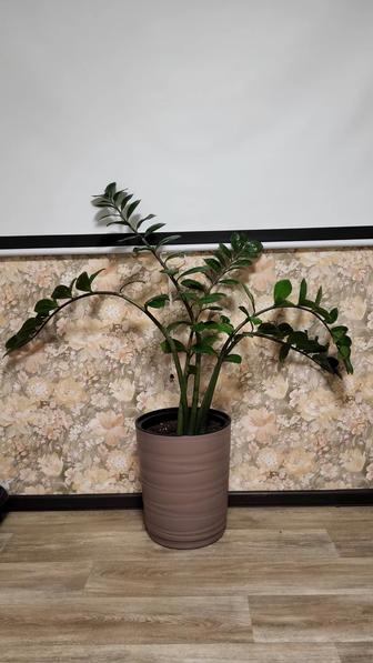 Растение Замиокулькас