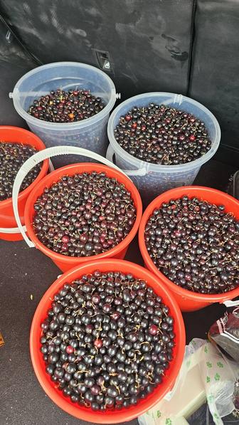 Смородина домашняя местная крупная размером почти как вишня есть доставка