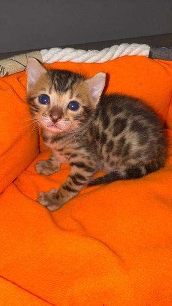 Продаются бенгальские котята - мини леопарды в вашем доме!)