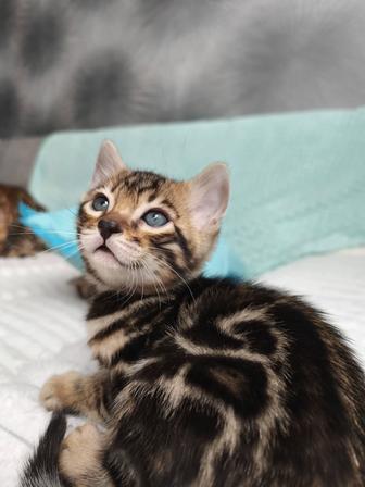 Бенгальские котята