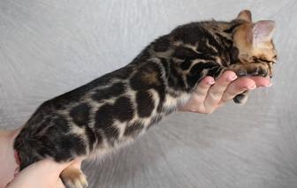 Бенгальские котята