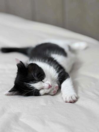 Котенок-девочка ищет дом