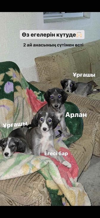 Казахская тазы, чистокровные