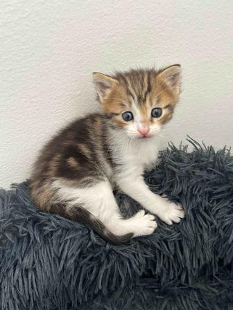 Отдадим котенка в добрые руки