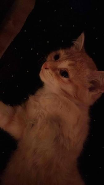 Отдам котенка в добрые руки бесплатно