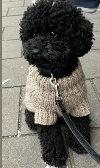 Щенки карликового пуделя