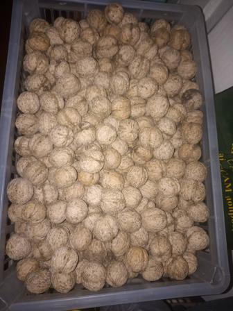 Продам грецкие орехи