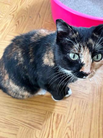 Кошка ищет дом