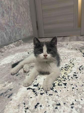 Отдам котенка даром