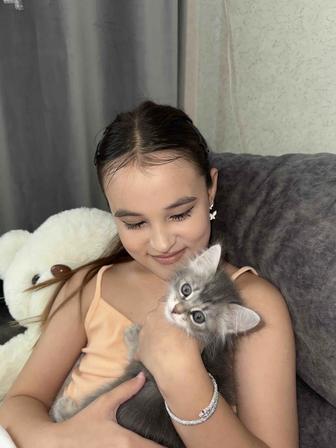 котенок
