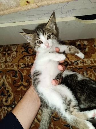 Отдам котят