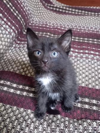 Отдам котят в хорошие руки