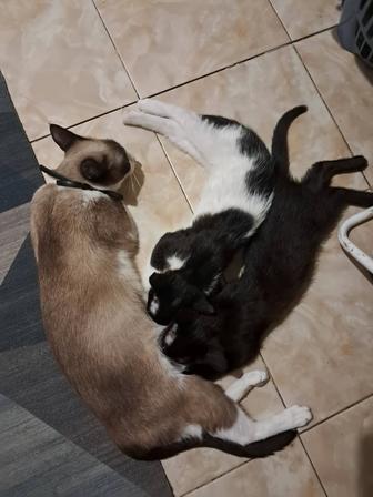 Отдам котенка в добрые руки