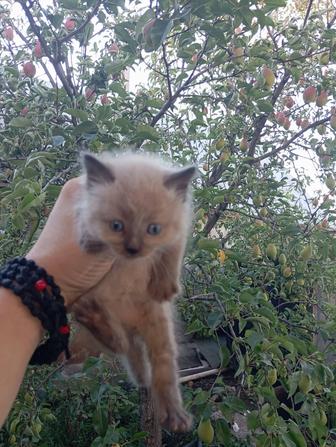 Котята и кошечка