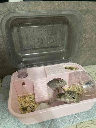 Продам мышек (полевки)
