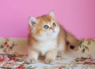 Золотые породистые бриташки