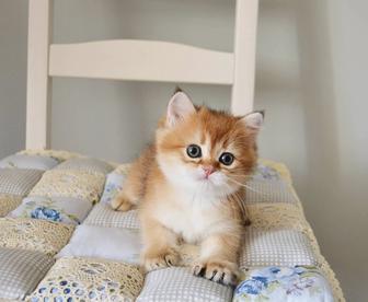 Золотые породистые бриташки