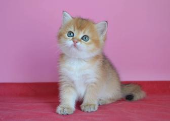Золотая шиншилловая кошечка