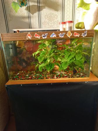 Животные аквариум