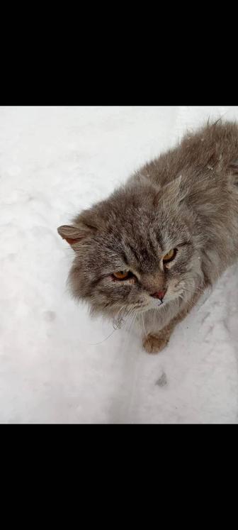 Шикарный, но бездомный котик