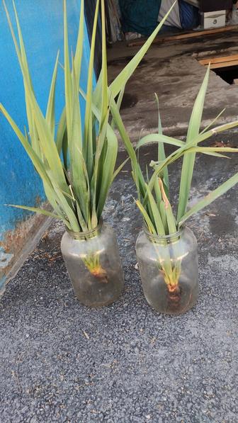 Юкка цветок садовый