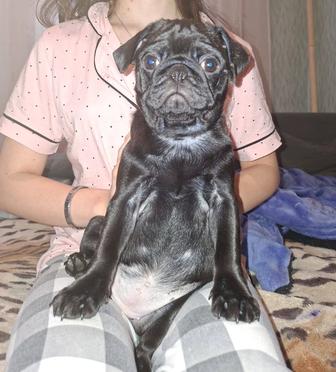 Мопсы детки