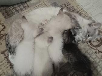 Отдам котят в добрые руки