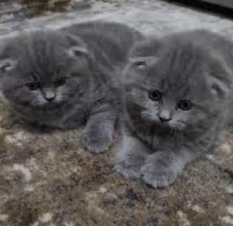 Шотландские котята