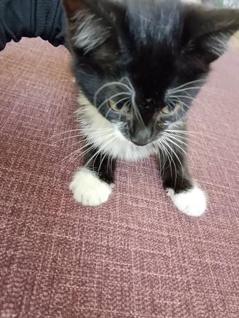 Бесплатно отдам котенка девочка