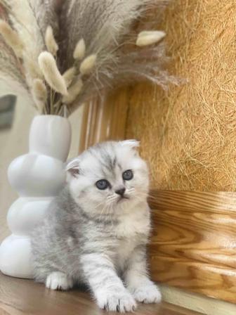 Шотландский клубный котик с документами