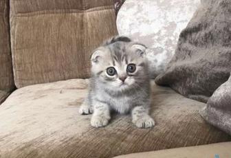 Продается котенок