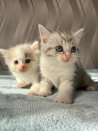 Ищу котятам семью