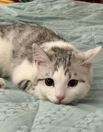 Пропала кошка