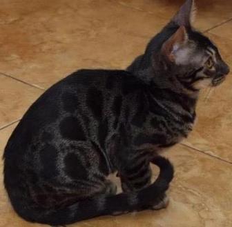 Бенгальская кошка