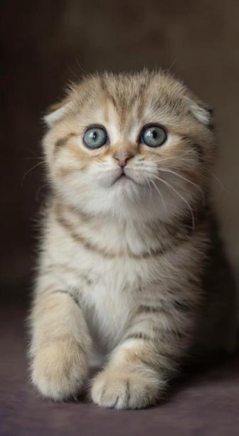 Шотланские котята