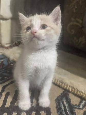 Отдам котенка в хорошие руки
