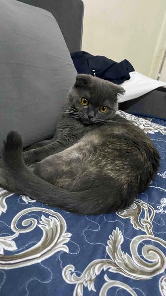 Продам кошку в хорошие руки