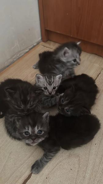 котята, котятам 1 месяц