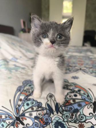 Котята спасенные с улицы