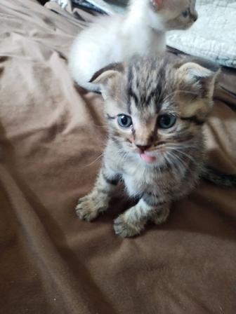 Одам котят бесплатно