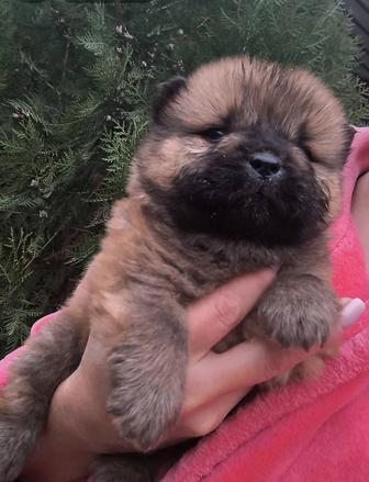 Щенки Чау-чау