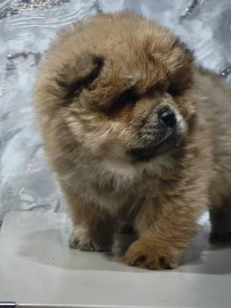 Щенки Чау-чау