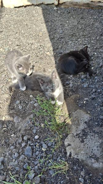 Котята в добрые руки